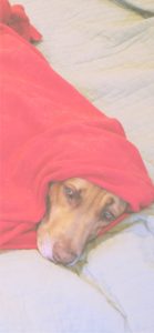 赤い布にくるまった犬2