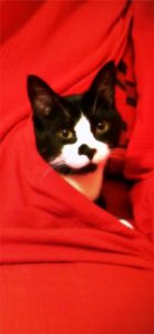 赤い布にくるまった猫1