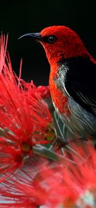 赤い鳥1
