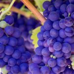 iPhone8・7・6・6S・SE無料壁紙～秋のイメージギャラリー～