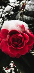 雪が積もったバラ1