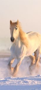 雪の中の白い馬1