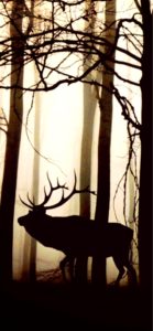 森のトナカイ1