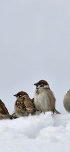 雪の中のすずめ1