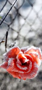 凍ったバラ1