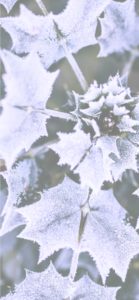 凍った植物2