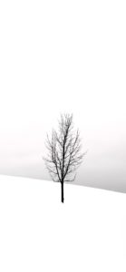 雪の中の1本の木