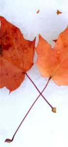 雪の上の落葉1