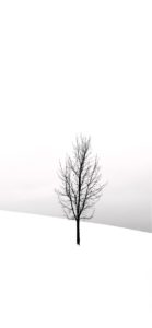 雪の中の1本の木