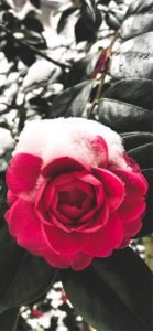 雪が積もったバラ1