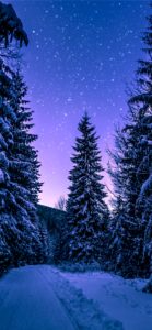 冬の森と星空2