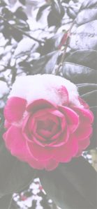 雪が積もったバラ2