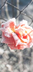 凍ったバラ3