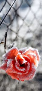 凍ったバラ2