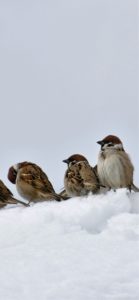 雪の中のすずめ2