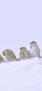 雪の中のすずめ1