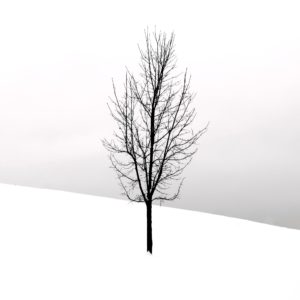 雪の中の1本の木2