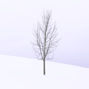 雪の中の1本の木1