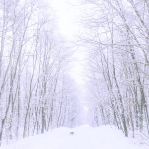 森の雪景色1