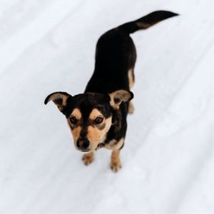 雪の中の犬2