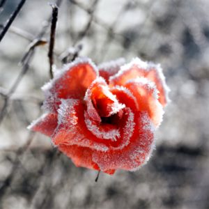 凍ったバラ2