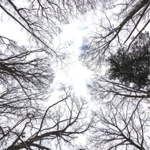 見上げた木2