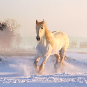 雪の中の白い馬2
