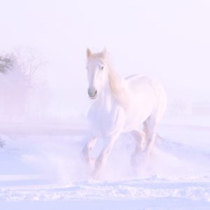 雪の中の白い馬1