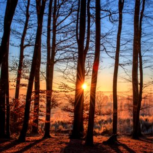 森のサンライズ2