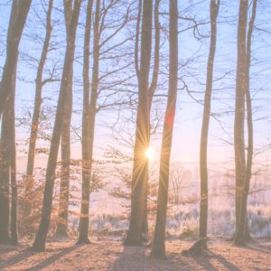 森のサンライズ1