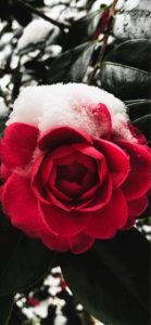 雪が積もったバラ1