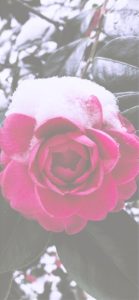 雪が積もったバラ2