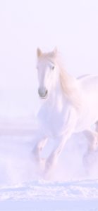 雪の中の白い馬2