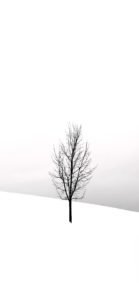 雪の中の1本の木