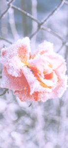 凍ったバラ2