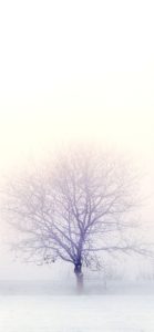 雪景色の中の木