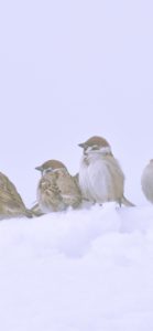 雪の中の鳥2