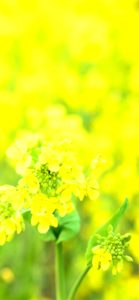 黄色い花16