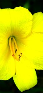 黄色い花14