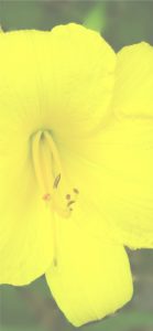 黄色い花13