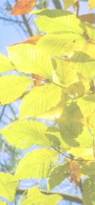黄色い葉3