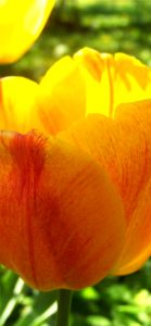 黄色いチューリップ2