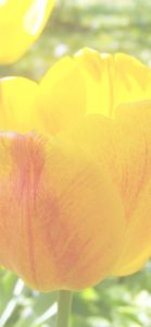 黄色いチューリップ1
