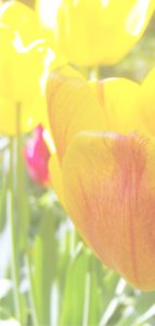 黄色いチューリップ1