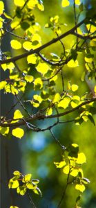 黄色いイチョウの葉2