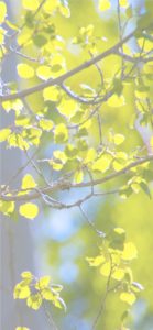 黄色いイチョウの葉1