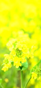 菜の花2