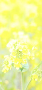 菜の花1