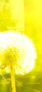 たんぽぽの綿毛