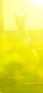 外をのぞいてる猫